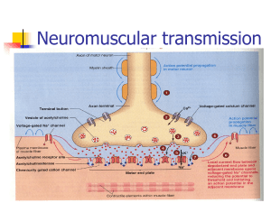 Muscle and nerve physiology