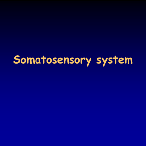 Sensory systems