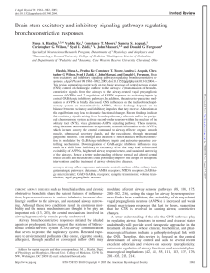 Brain stem excitatory and inhibitory signaling pathways regulating